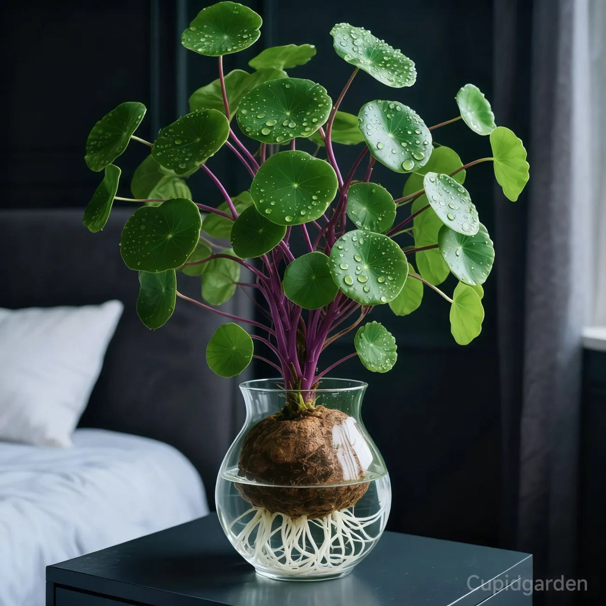 🎈🪴Red rattan Stephania Erecta: The strongest houseplant for lazy people🌿