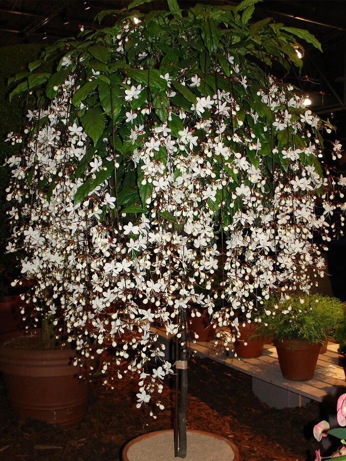 🔥 Imported Hanging Indoor Jasmine Flower Seeds 🌸 | Fast Growing 🌿 | Limited Stock ⏳ | Flat 50% OFF 💥