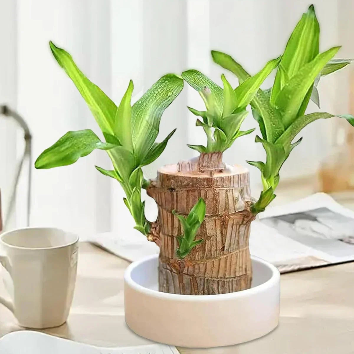 Brazilian Lucky Wood Plant , Vastu + Air Purifier