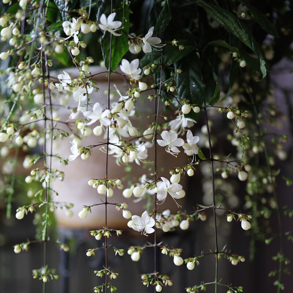 🔥 Imported Hanging Indoor Jasmine Flower Seeds 🌸 | Fast Growing 🌿 | Limited Stock ⏳ | Flat 50% OFF 💥