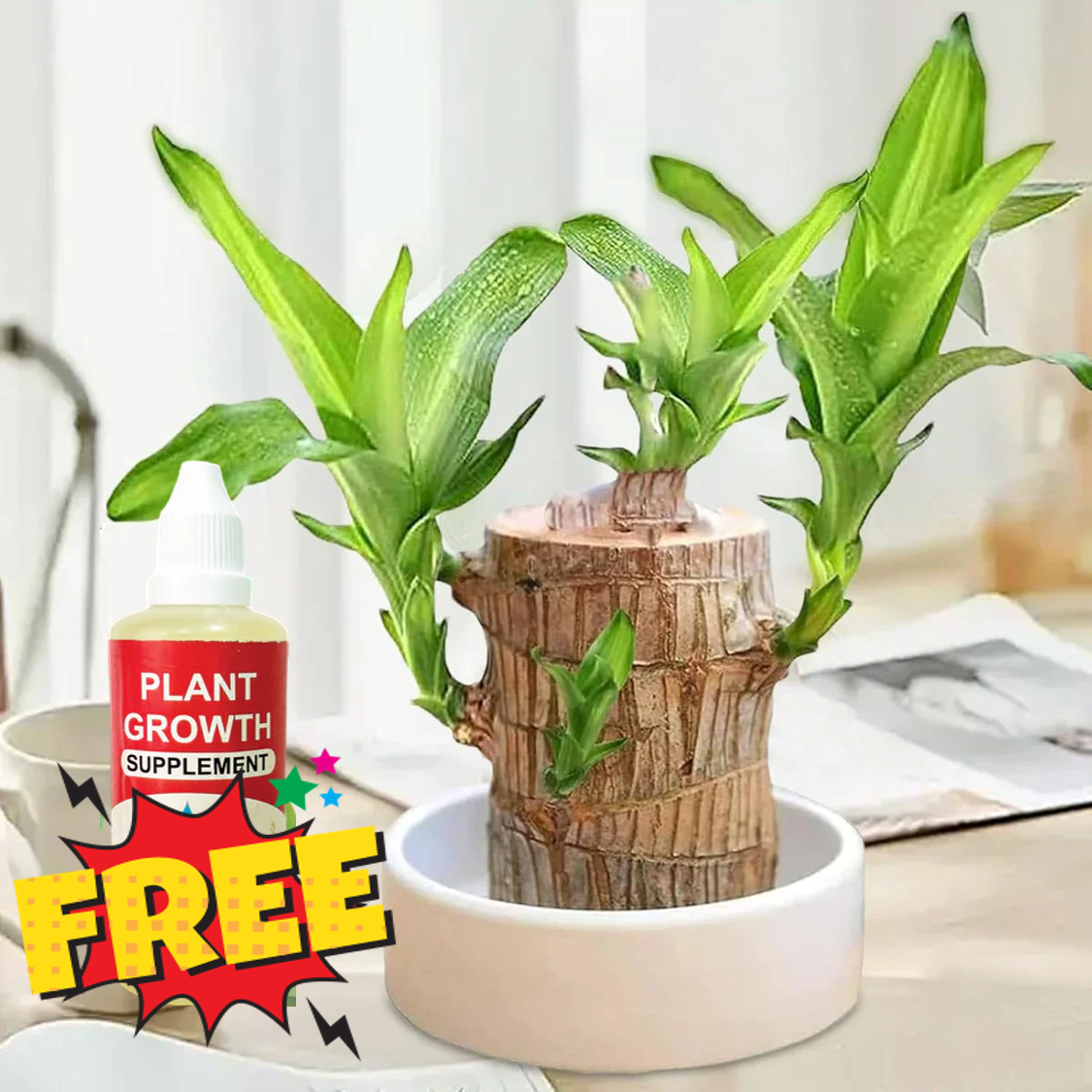 Brazilian Lucky Wood Plant , Vastu + Air Purifier