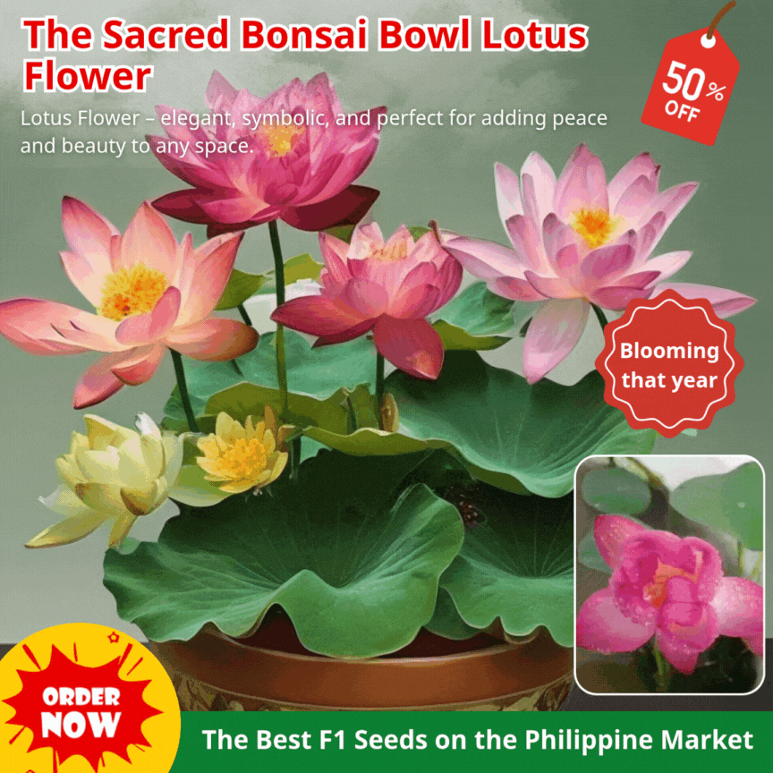 🪷【7-Day Germination】Last Day Sale — 50% OFF! 🌱 The Sacred Bonsai Bowl Lotus Flower