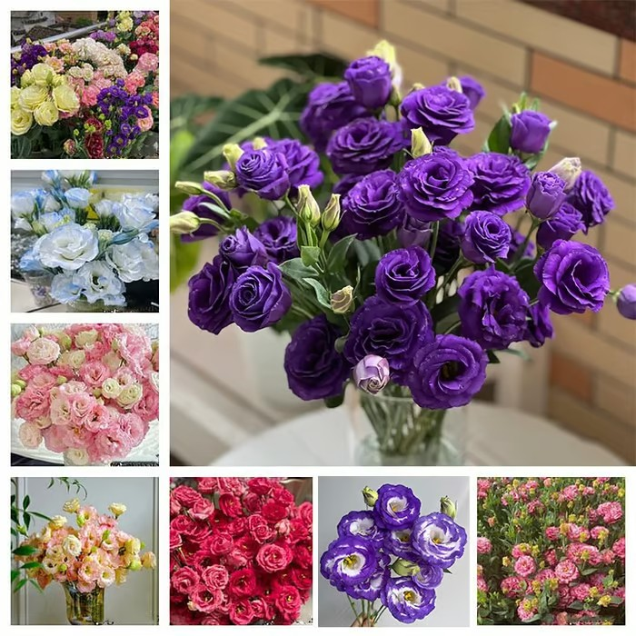 🌱 12 days germination🔥Eustoma Thornless Rose💐Lisanthus Seeds