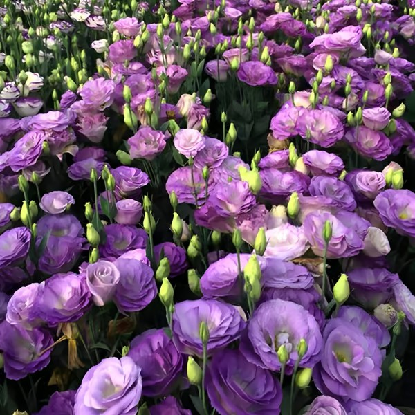 🌱 12 days germination🔥Eustoma Thornless Rose💐Lisanthus Seeds