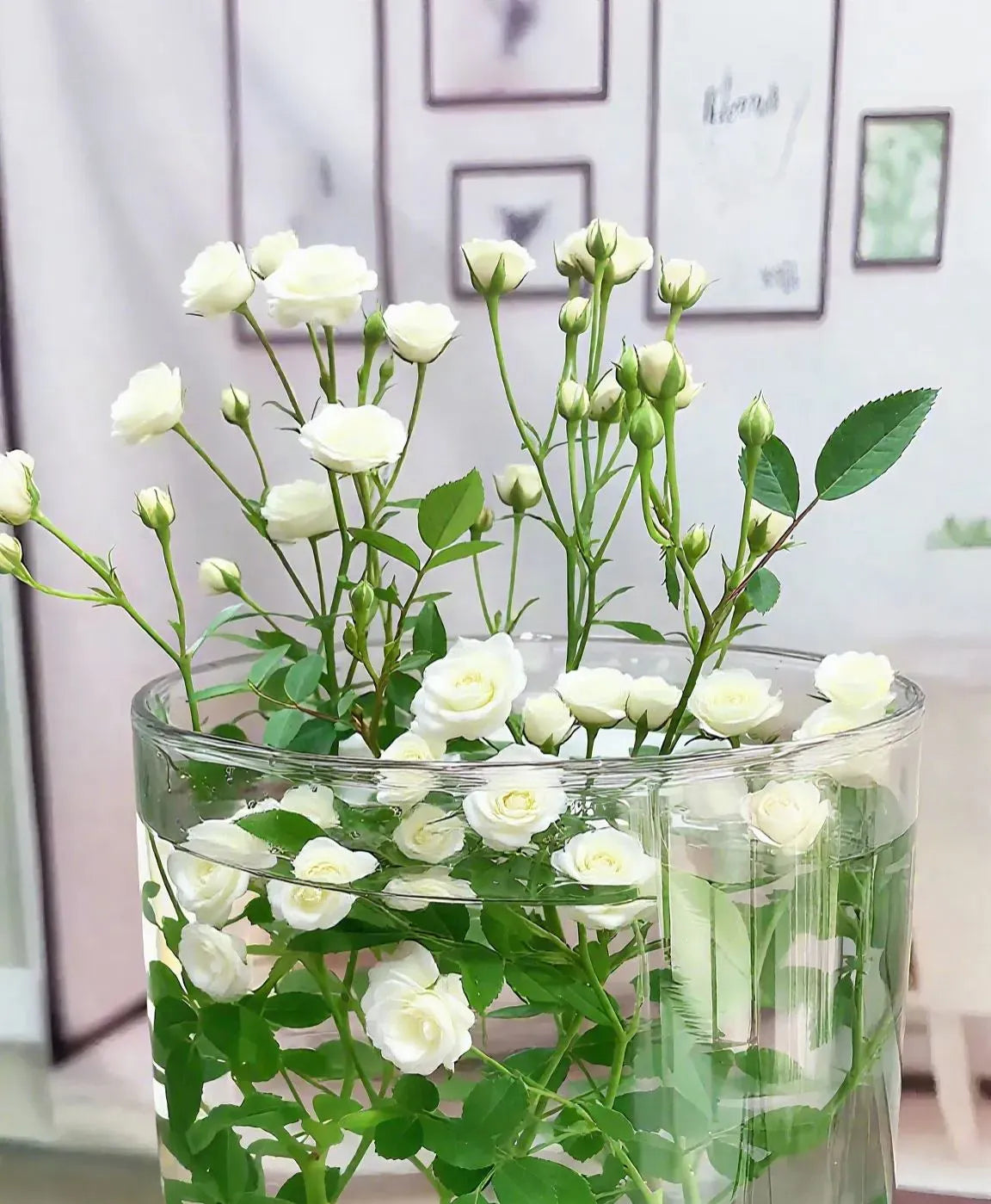Water Beauty Rose-Miniature bonsai roses, blooming all year round, potted flowers Ornamental bonsai, indoor plants
