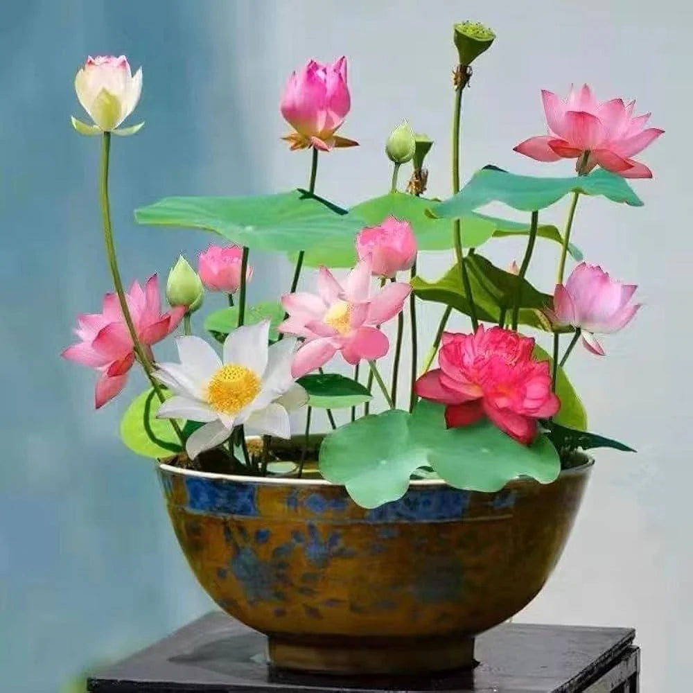 Bowl Lotus: Embracing Zen through Blossoms