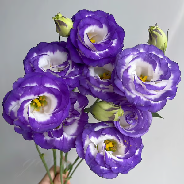 🌱 12 days germination🔥Eustoma Thornless Rose💐Lisanthus Seeds