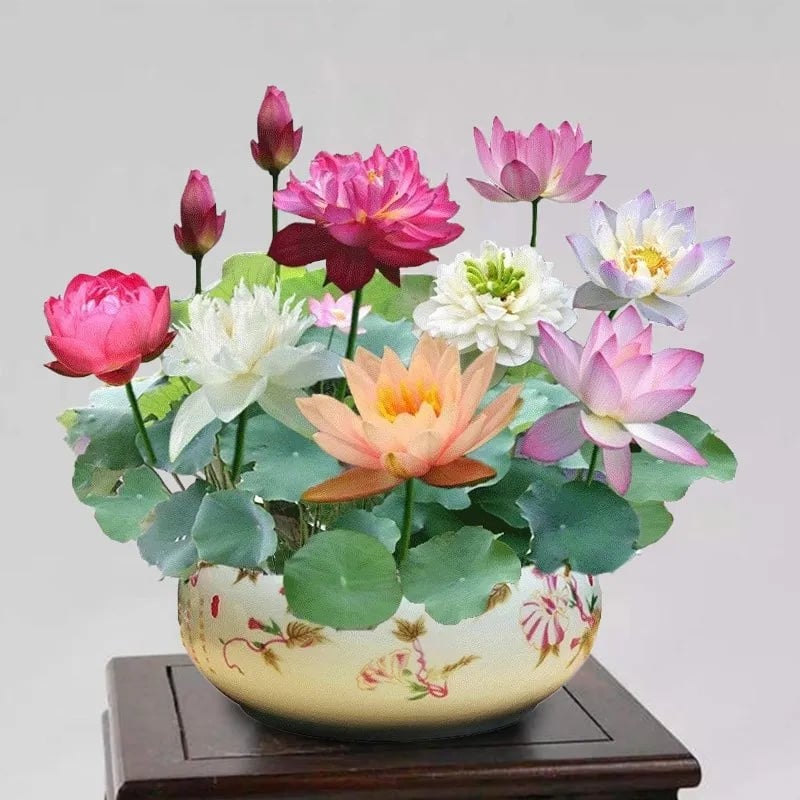 🪷【7-Day Germination】Last Day Sale — 50% OFF! 🌱 The Sacred Bonsai Bowl Lotus Flower