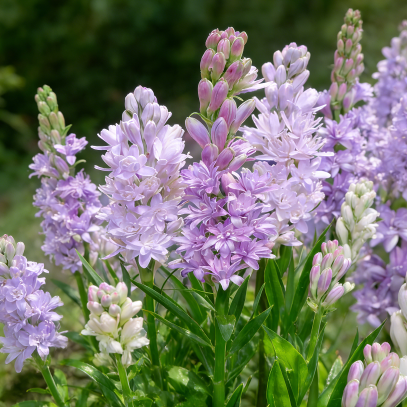 🌺Double Perfume Tuberose Bulbs—Moon Garden Flower