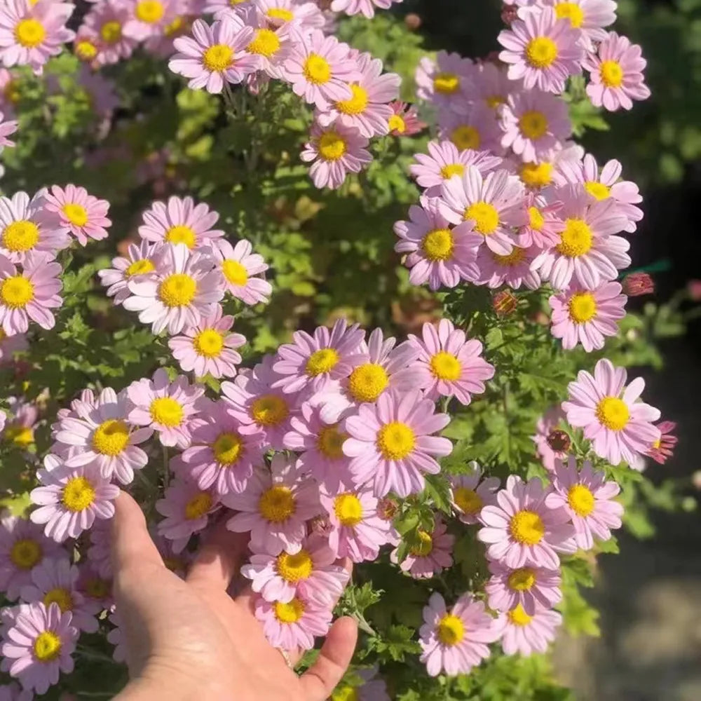 Last Day Sale - 60% OFF🌱 Pest Killer-Pyrethrum Daisy Seeds - Mixed Color