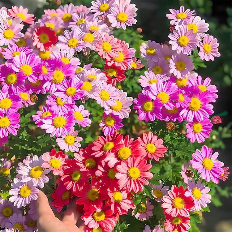 Last Day Sale - 60% OFF🌱 Pest Killer-Pyrethrum Daisy Seeds - Mixed Color