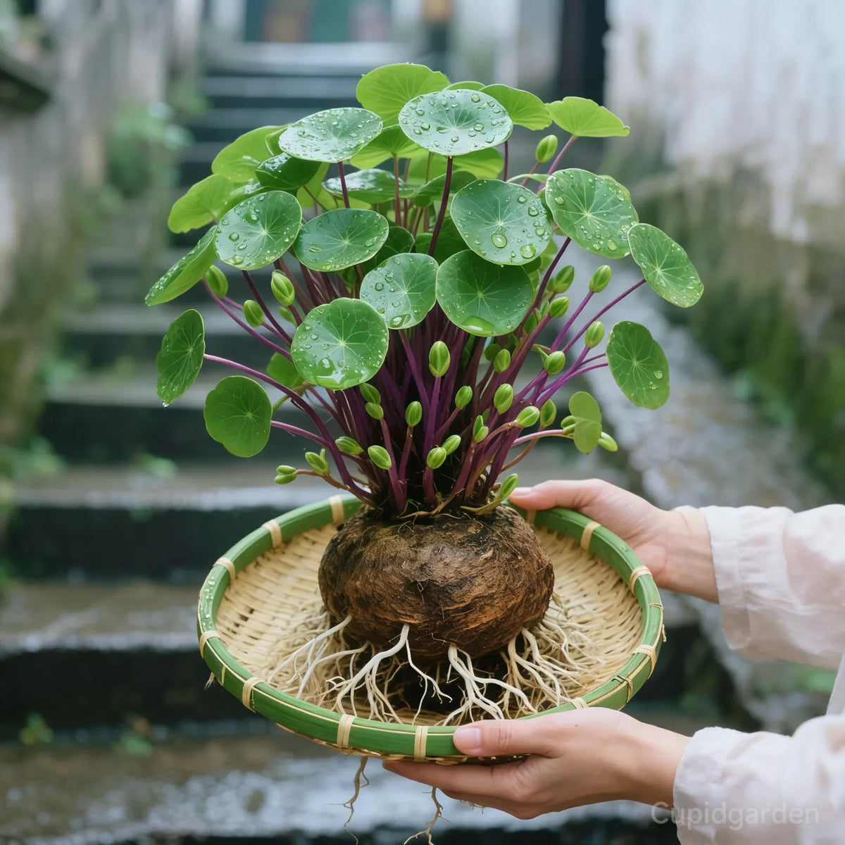 🎈🪴Red rattan Stephania Erecta: The strongest houseplant for lazy people🌿