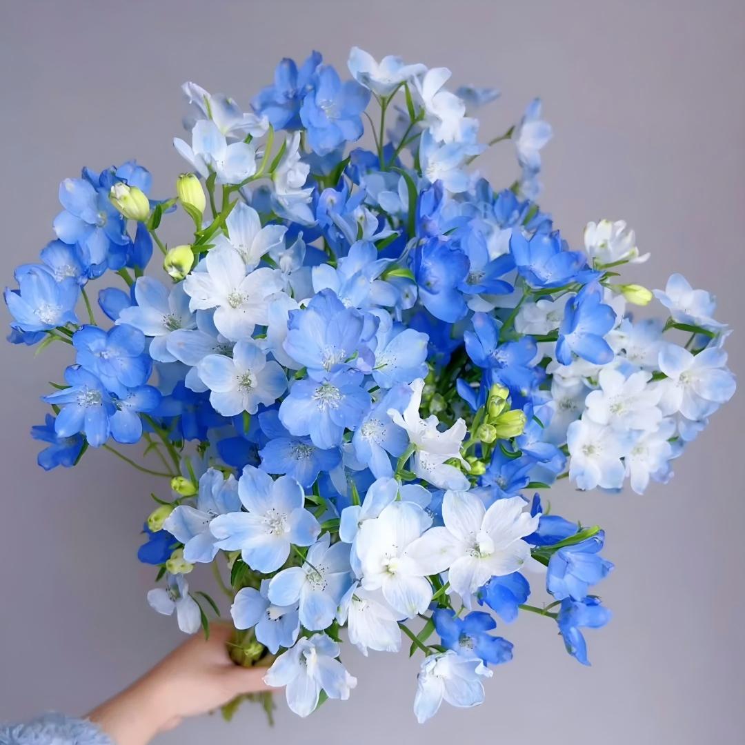 🌷Freesia Bulbs-World Famous Fragrance
