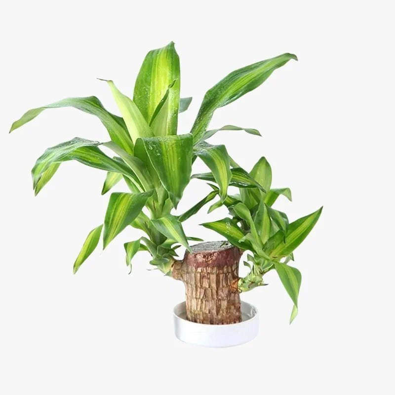 Brazilian Lucky Wood Plant , Vastu + Air Purifier