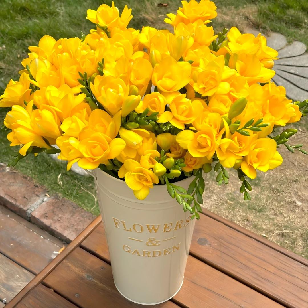 🌷Freesia Bulbs-World Famous Fragrance