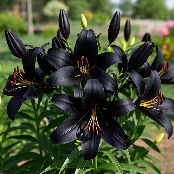 🌺Lily Bulbs—Fresh and Sweet | Buy 2 Get 8 Free🔥