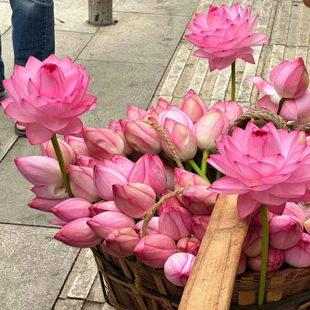 🌸 Limited Time Deal! 50% OFF! Hydroponic Lotus — Fresh, Simple & Beautiful 🌸 Limited Time Deal! 50% OFF! Hydroponic Lotus — Fresh, Simple & Beautiful