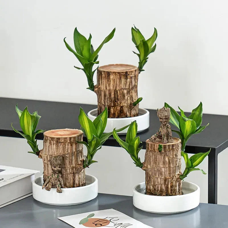 Brazilian Lucky Wood Plant , Vastu + Air Purifier