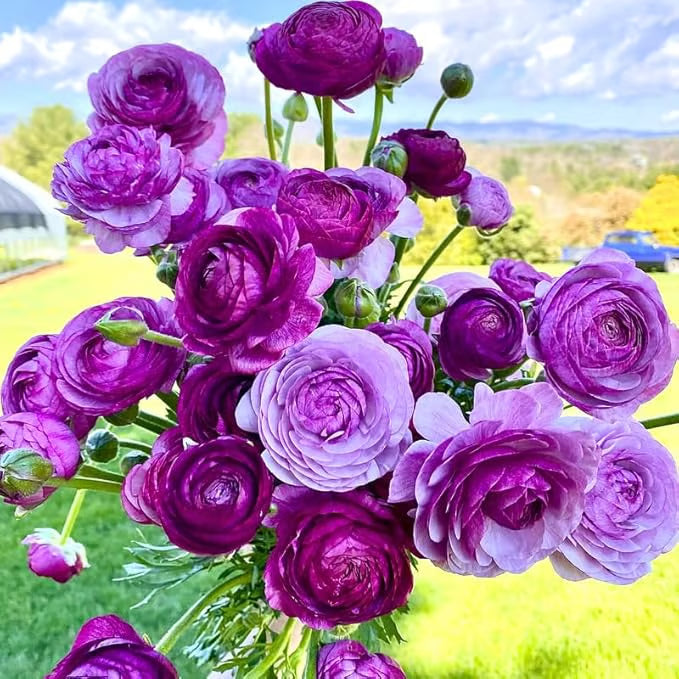 Multicolour Ranunculus | Buy 1 Get 4 Free