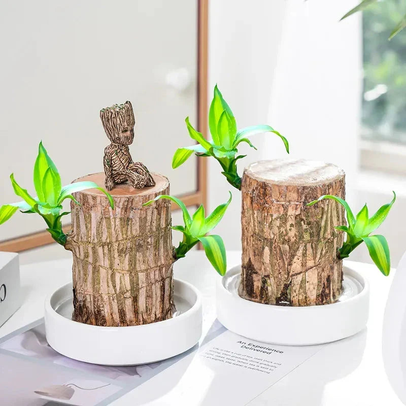 Brazilian Lucky Wood Plant , Vastu + Air Purifier