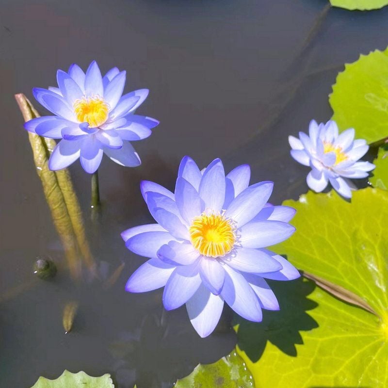 🌸 Limited Time Deal! 50% OFF! Hydroponic Lotus — Fresh, Simple & Beautiful 🌸 Limited Time Deal! 50% OFF! Hydroponic Lotus — Fresh, Simple & Beautiful