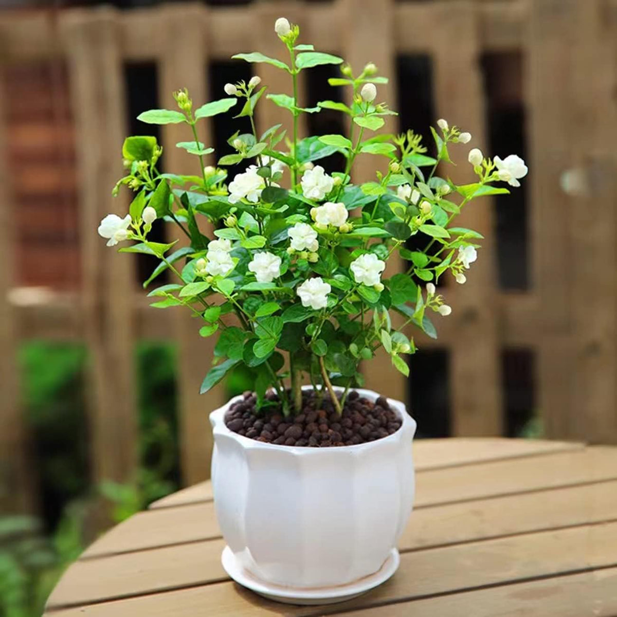 🔥 Imported Hanging Indoor Jasmine Flower Seeds 🌸 | Fast Growing 🌿 | Limited Stock ⏳ | Flat 50% OFF 💥