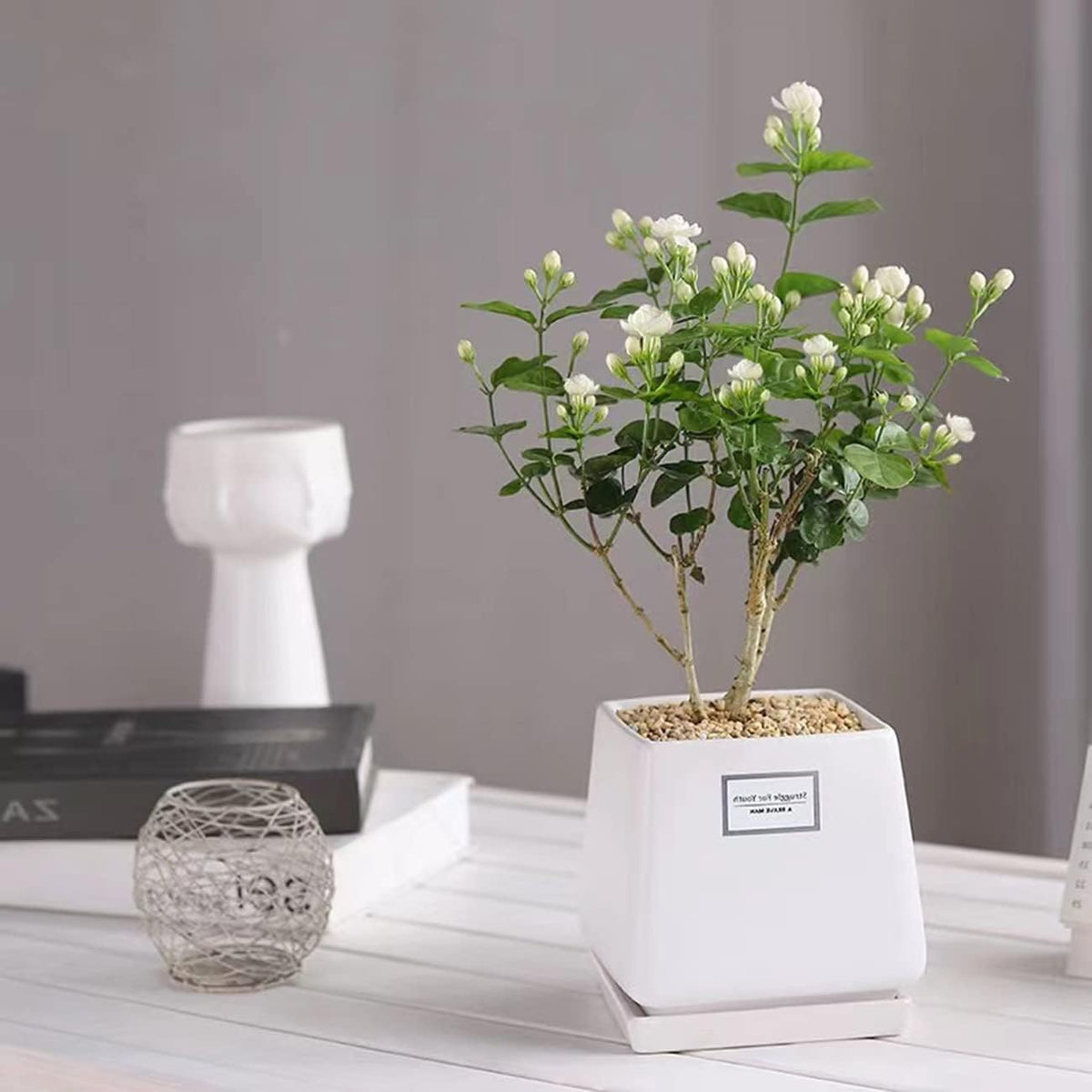 🔥 Imported Hanging Indoor Jasmine Flower Seeds 🌸 | Fast Growing 🌿 | Limited Stock ⏳ | Flat 50% OFF 💥