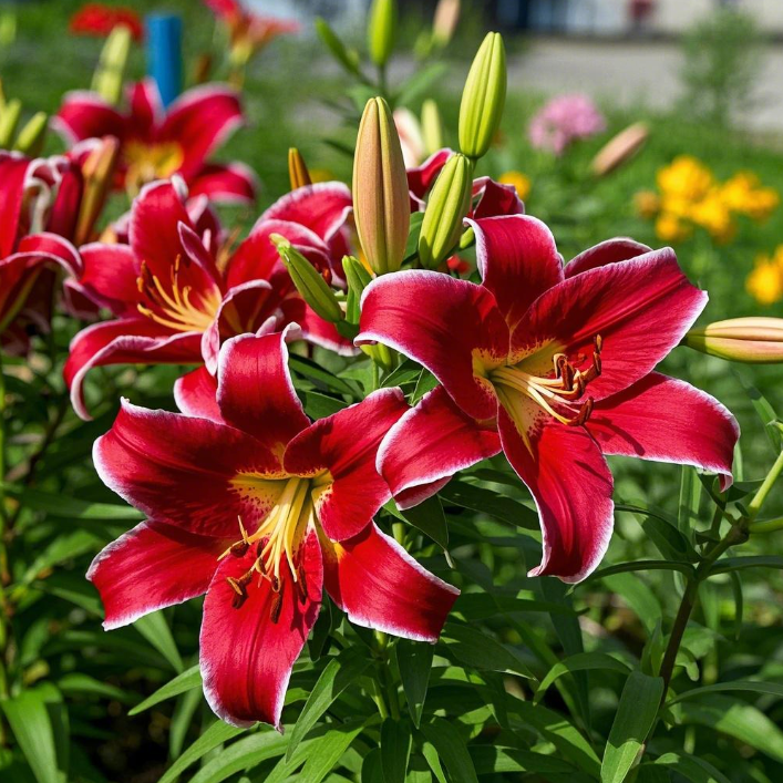 🌺Lily Bulbs—Fresh and Sweet | Buy 2 Get 8 Free🔥