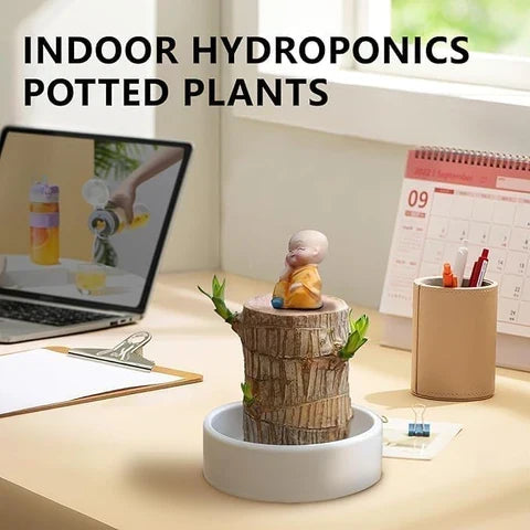 Brazilian Lucky Wood Plant , Vastu + Air Purifier