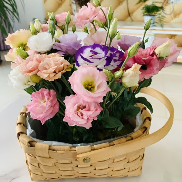 🌱 12 days germination🔥Eustoma Thornless Rose💐Lisanthus Seeds
