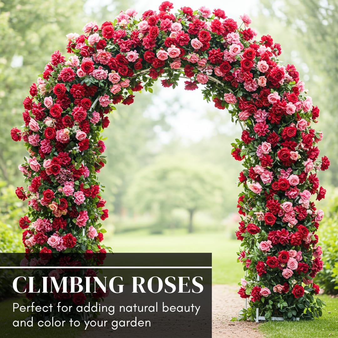 🌸 Today’s Hot Deal! Climbing Rose Vine Seeds 🌹 | Flat 50% OFF 🔥