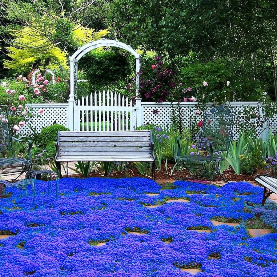 📣Optimal Ground Cover✨Creeping Thyme Seeds