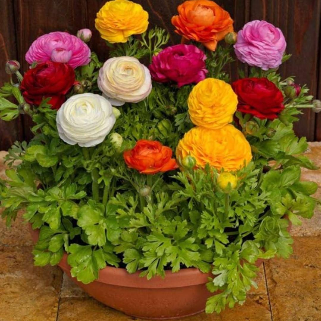 Multicolour Ranunculus | Buy 1 Get 4 Free