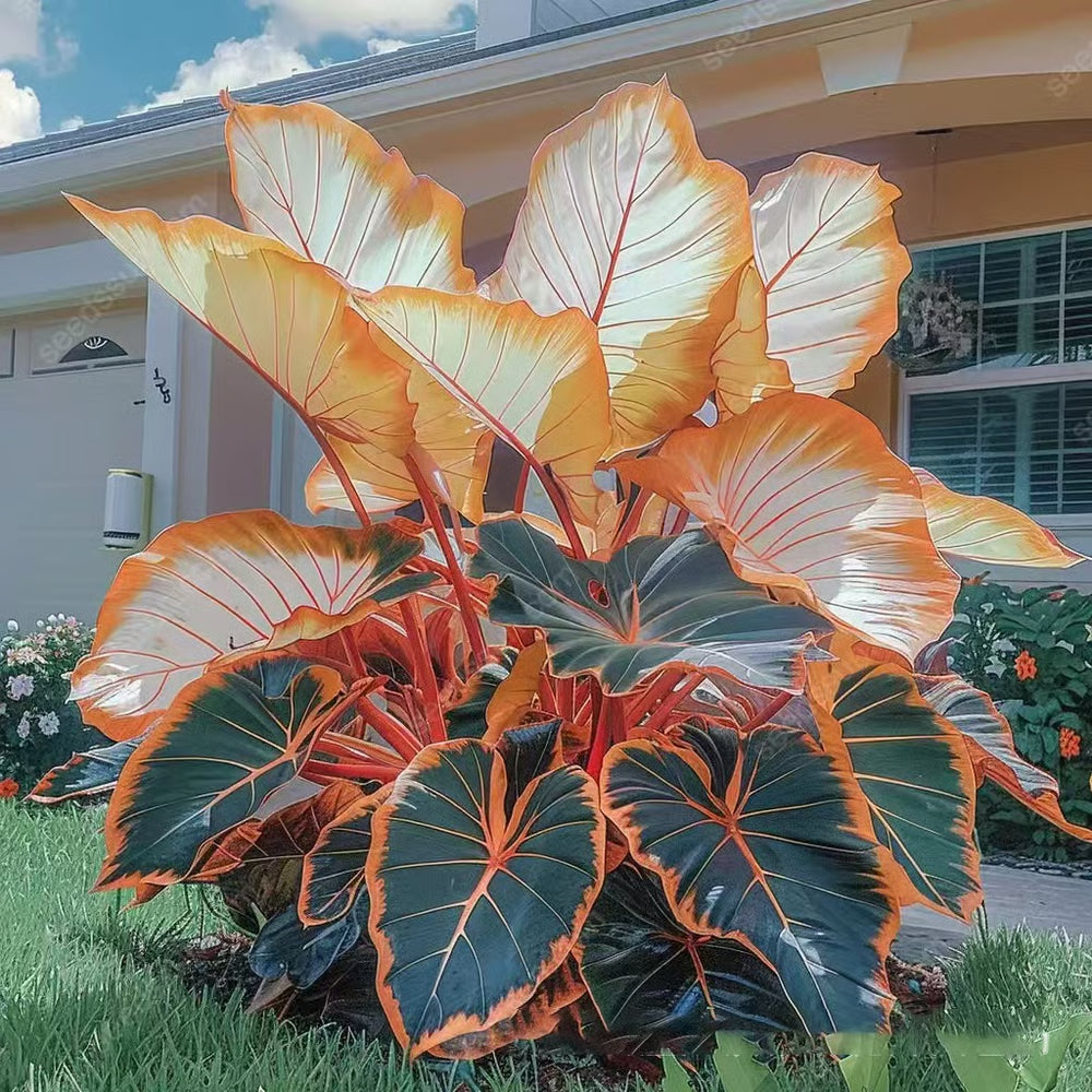 🎁2025 Special Offer🍃 Rare Hosta Flower Seeds🌿