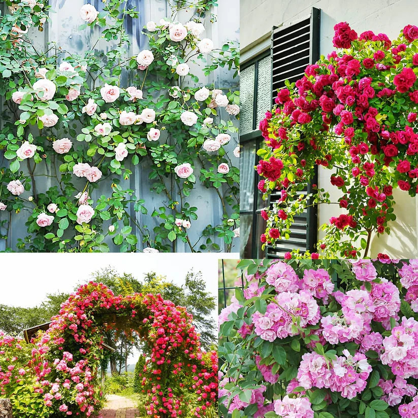 Climbing Rose Vine Seeds 🌹Amazing Roses Today (Buy 1 Get 1 Free)
