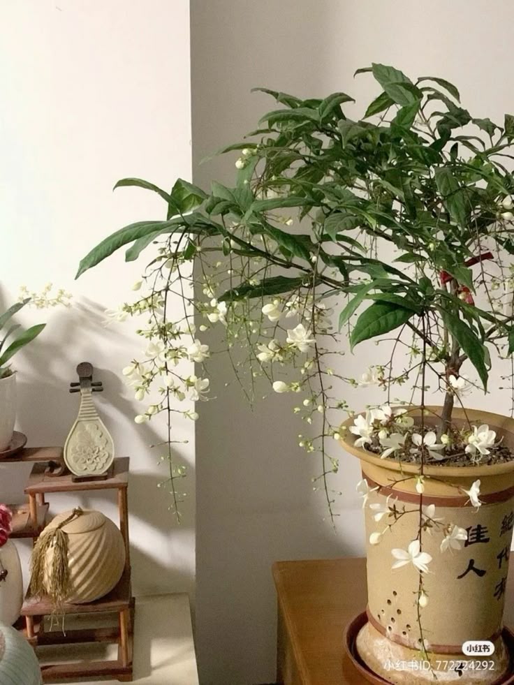 🔥 Imported Hanging Indoor Jasmine Flower Seeds 🌸 | Fast Growing 🌿 | Limited Stock ⏳ | Flat 50% OFF 💥