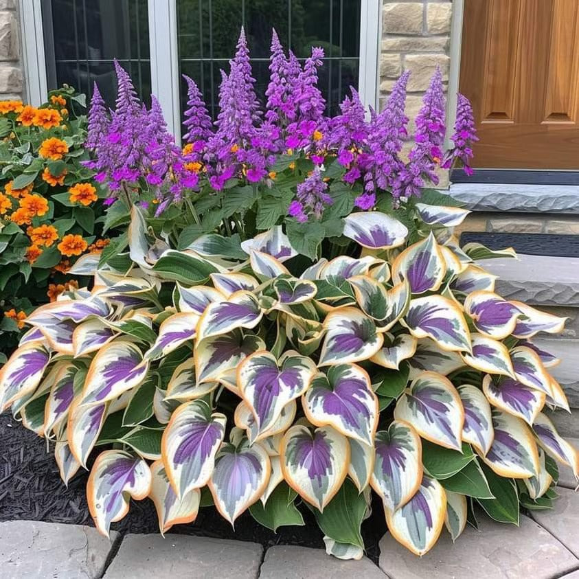 🔥Last day clearance🔥Premiumm Rare Hosta Seeds🌿Shade-Tolerant Plant
