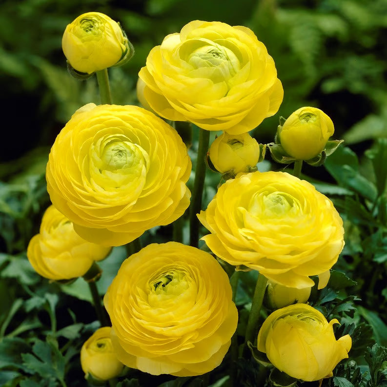 Multicolour Ranunculus | Buy 1 Get 4 Free