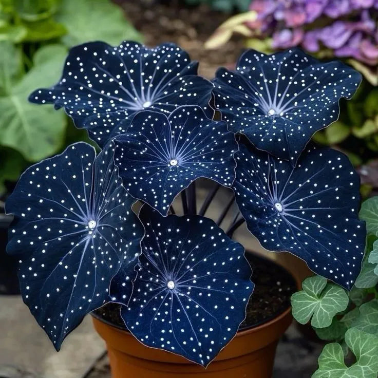 🌟 Midnight Begonia – A Radiant Addition to Your Home! 🌟