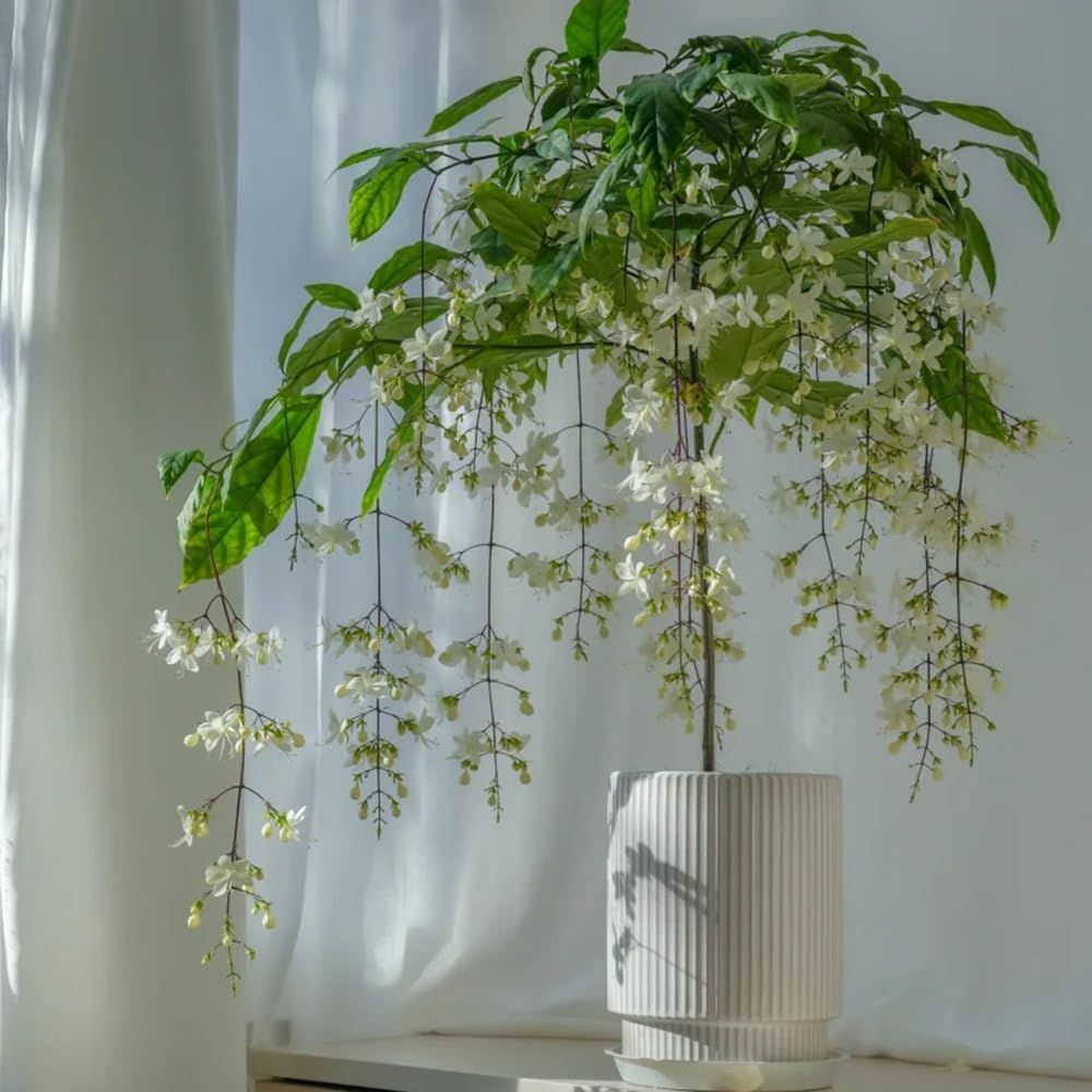 🔥 Imported Hanging Indoor Jasmine Flower Seeds 🌸 | Fast Growing 🌿 | Limited Stock ⏳ | Flat 50% OFF 💥