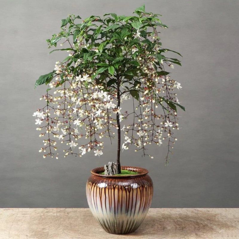 🔥 Imported Hanging Indoor Jasmine Flower Seeds 🌸 | Fast Growing 🌿 | Limited Stock ⏳ | Flat 50% OFF 💥