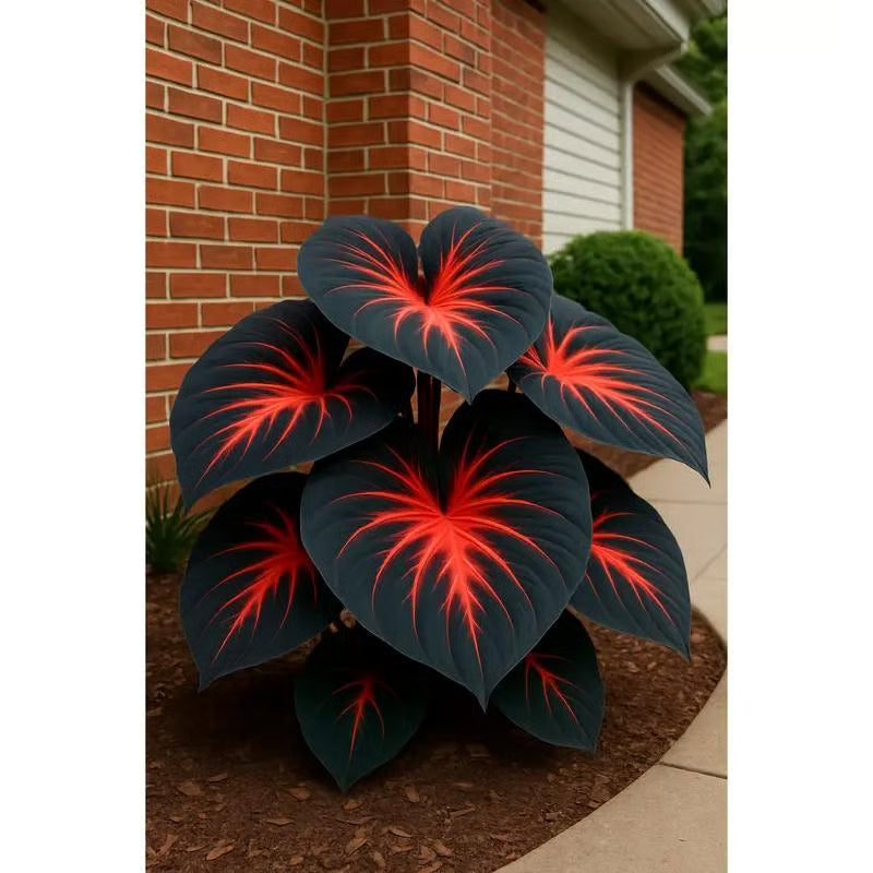 🎁2025 Special Offer🍃 Rare Hosta Flower Seeds🌿