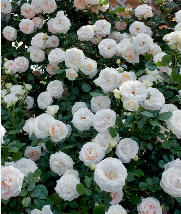 【7 days germination】🔥Last Day 70% OFF🌺Climbing Rose Seeds for Outdoor Planting Vibrant Ornamental Flowers for Family Garden Decoration