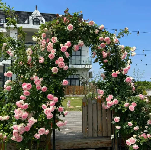 Climbing Rose Vine Seeds 🌹Amazing Roses Today (Buy 1 Get 1 Free)