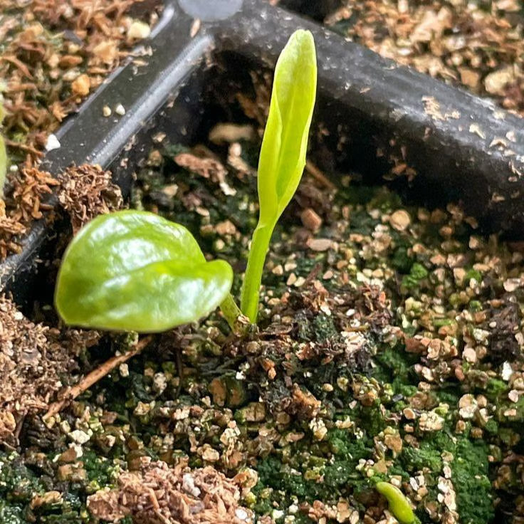 🎁2025 Special Offer🍃 Rare Hosta Flower Seeds🌿