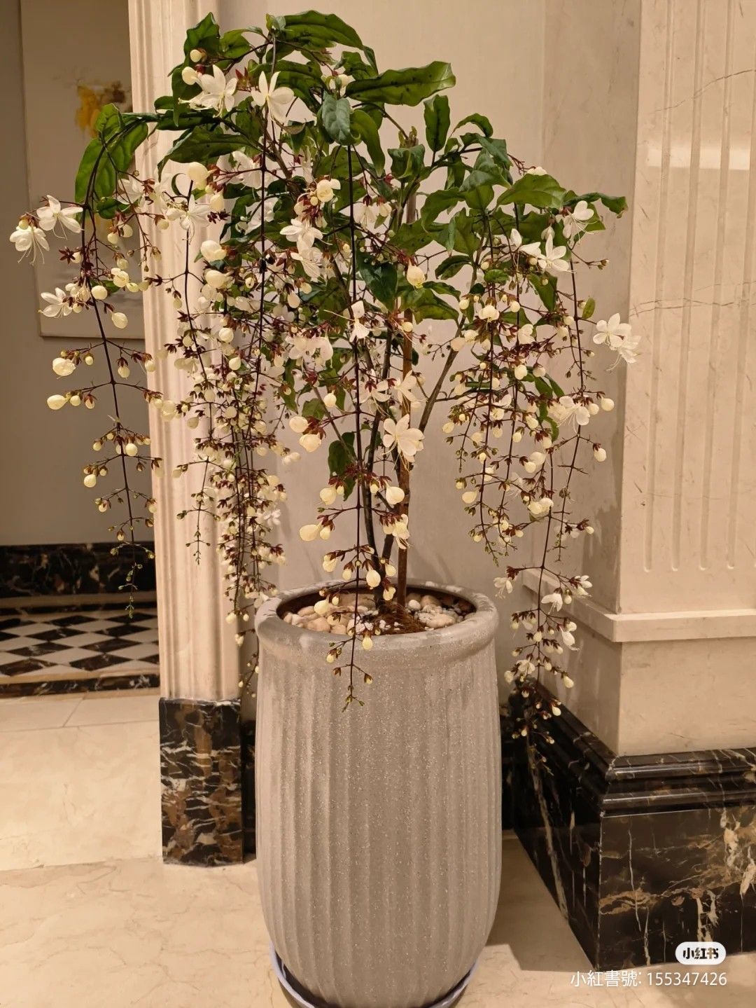 🔥 Imported Hanging Indoor Jasmine Flower Seeds 🌸 | Fast Growing 🌿 | Limited Stock ⏳ | Flat 50% OFF 💥