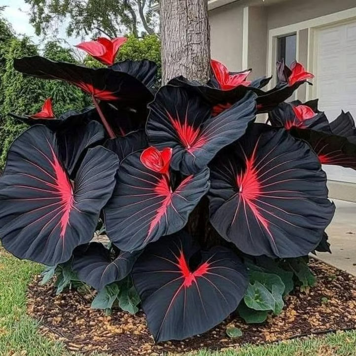 🎁2025 Special Offer🍃 Rare Hosta Flower Seeds🌿