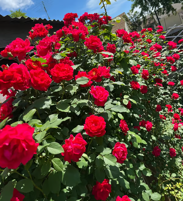 【7 days germination】🔥Last Day 70% OFF🌺Climbing Rose Seeds for Outdoor Planting Vibrant Ornamental Flowers for Family Garden Decoration