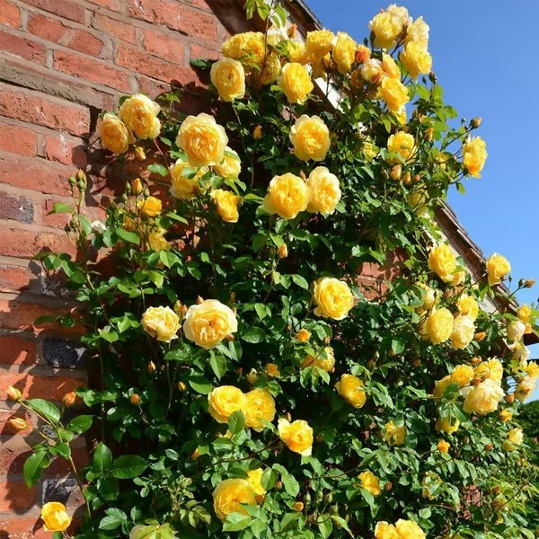 【7 days germination】🔥Last Day 70% OFF🌺Climbing Rose Seeds for Outdoor Planting Vibrant Ornamental Flowers for Family Garden Decoration