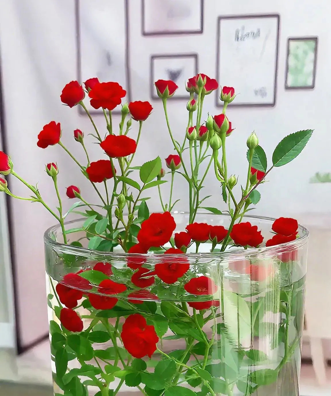 Water Beauty Rose-Miniature bonsai roses, blooming all year round, potted flowers Ornamental bonsai, indoor plants